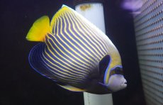 画像1: 【海水魚・ヤッコ】【通販】人工飼料OK♪タテジマキンチャクダイ（Lサイズ/太平洋タイプ）(個体販売）（±21cm）（生体）(海水魚) (1)