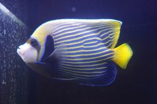 画像2: 【海水魚・ヤッコ】【通販】人工飼料OK♪タテジマキンチャクダイ（Lサイズ/太平洋タイプ）(個体販売）（±21cm）（生体）(海水魚) (2)