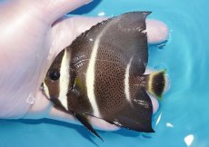 画像1: 【海水魚・ヤッコ】【通販】人工飼料OK♪グレーエンゼル（Mサイズ）(個体販売）（±10cm）No.2（生体）(海水魚) (1)