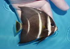 画像2: 【海水魚・ヤッコ】【通販】人工飼料OK♪グレーエンゼル（Mサイズ）(個体販売）（±10cm）No.2（生体）(海水魚) (2)