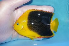 画像1: 【海水魚・ヤッコ】【通販】人工飼料OK♪ロックビューティー（MLサイズ)(個体販売）（±11cm）No.1（生体）(海水魚) (1)