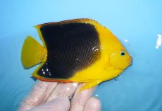 画像2: 【海水魚・ヤッコ】【通販】人工飼料OK♪ロックビューティー（MLサイズ)(個体販売）（±11cm）No.1（生体）(海水魚) (2)
