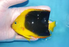 画像1: 【海水魚・ヤッコ】【通販】人工飼料OK♪ロックビューティー（MLサイズ)(個体販売）（±11cm）No.2（生体）(海水魚) (1)