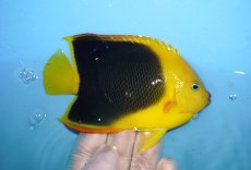 画像2: 【海水魚・ヤッコ】【通販】人工飼料OK♪ロックビューティー（MLサイズ)(個体販売）（±11cm）No.2（生体）(海水魚) (2)