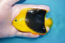 画像1: 【海水魚・ヤッコ】【通販】人工飼料OK♪ロックビューティー（Mサイズ)(個体販売）（±9.5cm）No.4（生体）(海水魚) (1)