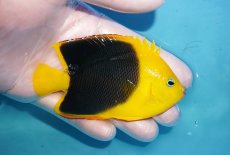 画像2: 【海水魚・ヤッコ】【通販】人工飼料OK♪ロックビューティー（Mサイズ)(個体販売）（±9.5cm）No.4（生体）(海水魚) (2)