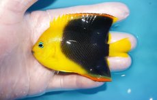 画像1: 【海水魚・ヤッコ】【通販】人工飼料OK♪ロックビューティー（Mサイズ)(個体販売）（±9cm）No.5（生体）(海水魚) (1)