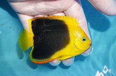画像2: 【海水魚・ヤッコ】【通販】人工飼料OK♪ロックビューティー（Mサイズ)(個体販売）（±9cm）No.5（生体）(海水魚) (2)