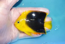 画像1: 【海水魚・ヤッコ】【通販】人工飼料OK♪ロックビューティー（Mサイズ)(個体販売）（±8.5cm）No.6（生体）(海水魚) (1)
