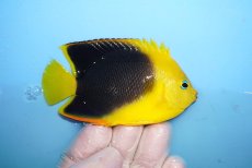 画像2: 【海水魚・ヤッコ】【通販】人工飼料OK♪ロックビューティー（Mサイズ)(個体販売）（±8.5cm）No.6（生体）(海水魚) (2)