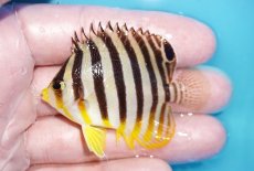 画像1: 【ボーナスセール対象個体　クーポンご利用で更に10％OFF】 【海水魚・ヤッコ】【通販】【マーシャル島産】シマヤッコ（イエローバンド）Mサイズ(個体販売）（±5.5cm）（生体）(海水魚) (1)