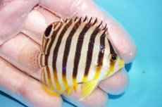 画像2: 【ボーナスセール対象個体　クーポンご利用で更に10％OFF】 【海水魚・ヤッコ】【通販】【マーシャル島産】シマヤッコ（イエローバンド）Mサイズ(個体販売）（±5.5cm）（生体）(海水魚) (2)