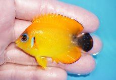 画像1: 【ボーナスセール対象個体　クーポンご利用で更に10％OFF】 【海水魚・ヤッコ】【通販】【マーシャル島産】Hyd. レモンピール（SMサイズ）(個体販売）（±6cm）No.1（生体）(海水魚) (1)