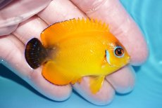 画像2: 【ボーナスセール対象個体　クーポンご利用で更に10％OFF】 【海水魚・ヤッコ】【通販】【マーシャル島産】Hyd. レモンピール（SMサイズ）(個体販売）（±6cm）No.1（生体）(海水魚) (2)