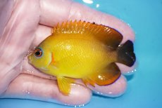 画像1: 【ボーナスセール対象個体　クーポンご利用で更に10％OFF】 【海水魚・ヤッコ】【通販】【マーシャル島産】Hyd. レモンピール（SMサイズ）(個体販売）（±7cm）No.2（生体）(海水魚) (1)