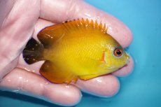 画像2: 【ボーナスセール対象個体　クーポンご利用で更に10％OFF】 【海水魚・ヤッコ】【通販】【マーシャル島産】Hyd. レモンピール（SMサイズ）(個体販売）（±7cm）No.2（生体）(海水魚) (2)