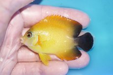 画像1: 【ボーナスセール対象個体　クーポンご利用で更に10％OFF】 【海水魚・ヤッコ】【通販】【マーシャル島産】Hyd. レモンピール（SMサイズ）(個体販売）（±6.5cm）No.3（生体）(海水魚) (1)