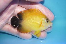 画像2: 【ボーナスセール対象個体　クーポンご利用で更に10％OFF】 【海水魚・ヤッコ】【通販】【マーシャル島産】Hyd. レモンピール（SMサイズ）(個体販売）（±6.5cm）No.3（生体）(海水魚) (2)