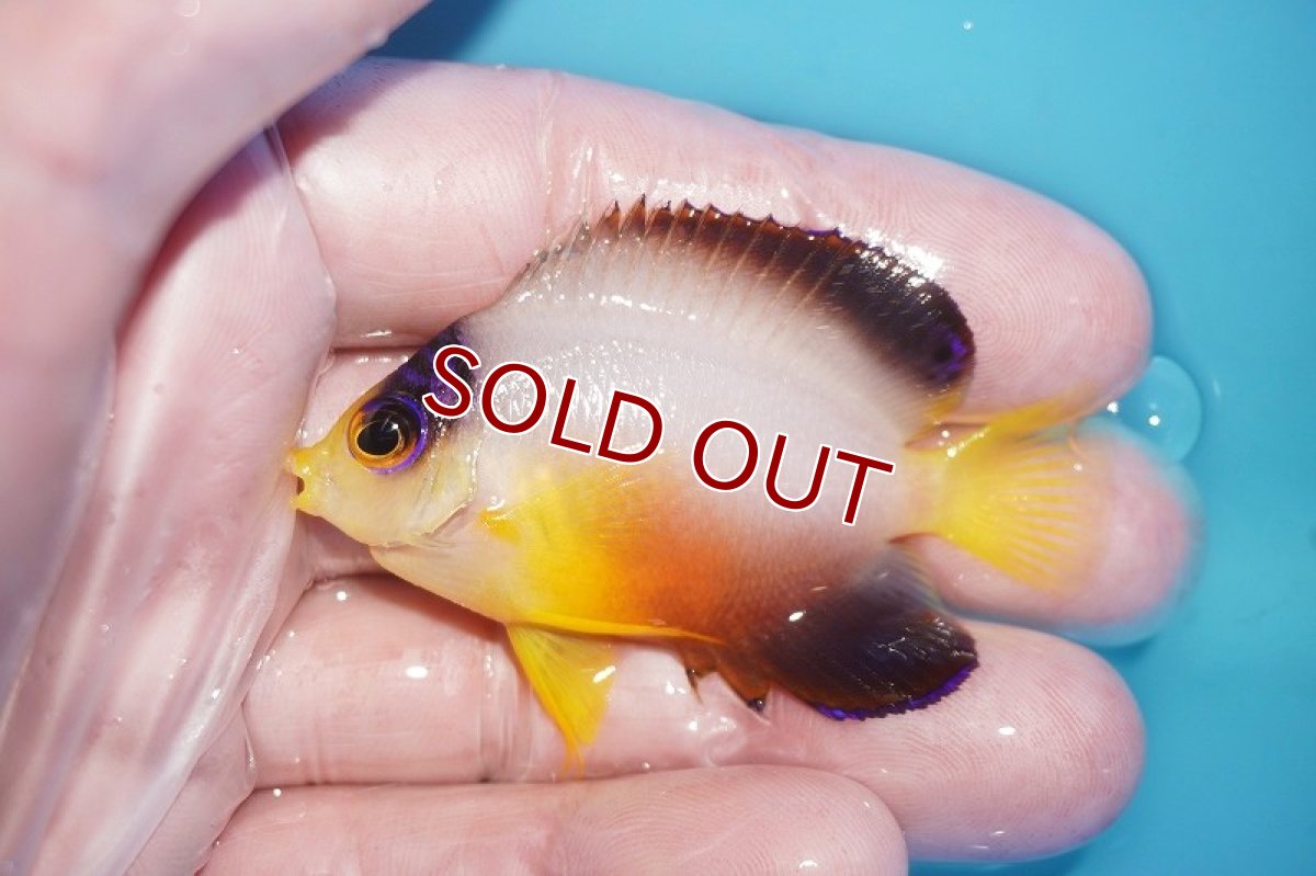 画像1: 【海水魚・ヤッコ】【通販】人工飼料OK!【マーシャル島産】マルチカラーエンゼル（SMサイズ）(個体販売）（±6cm）No.1（生体）(海水魚) (1)