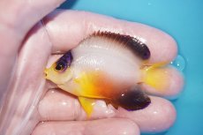 画像1: 【ボーナスセール対象個体　クーポンご利用で更に10％OFF】 【海水魚・ヤッコ】【通販】【マーシャル島産】マルチカラーエンゼル（SMサイズ）(個体販売）（±6cm）No.1（生体）(海水魚) (1)