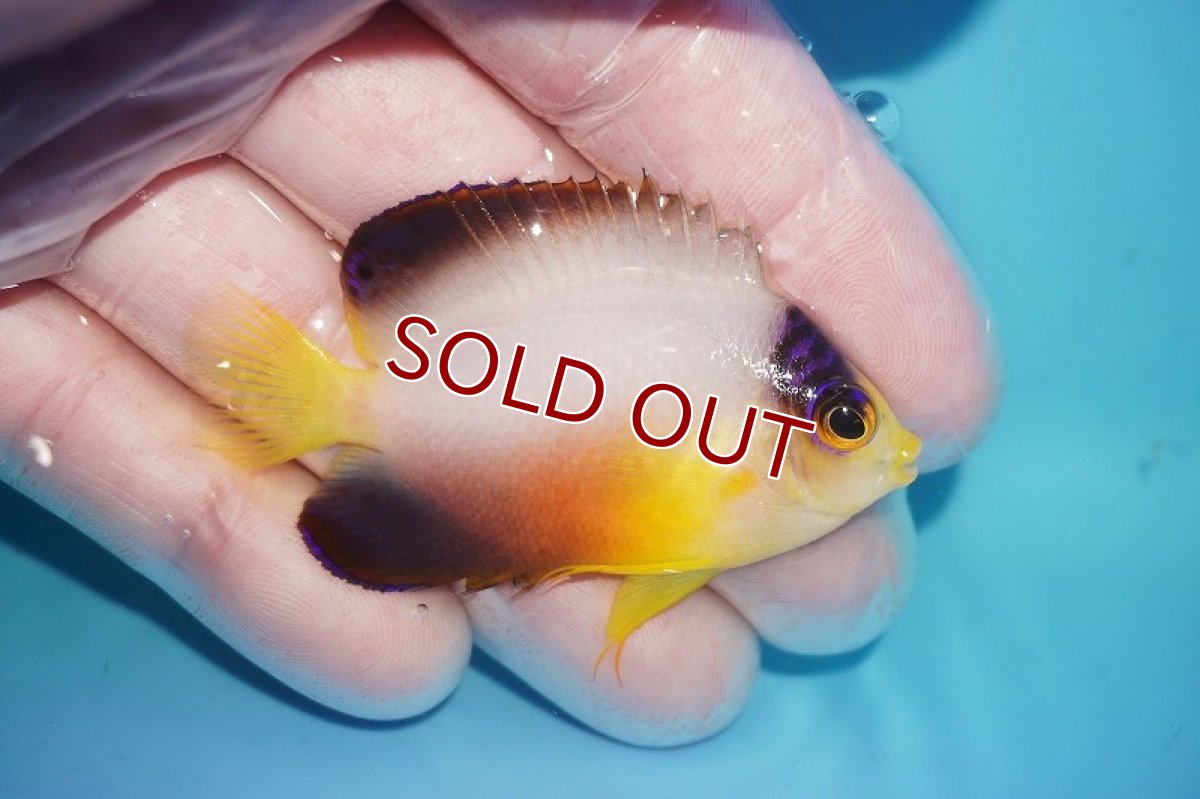 画像2: 【海水魚・ヤッコ】【通販】人工飼料OK!【マーシャル島産】マルチカラーエンゼル（SMサイズ）(個体販売）（±6cm）No.1（生体）(海水魚) (2)