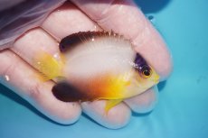 画像2: 【ボーナスセール対象個体　クーポンご利用で更に10％OFF】 【海水魚・ヤッコ】【通販】【マーシャル島産】マルチカラーエンゼル（SMサイズ）(個体販売）（±6cm）No.1（生体）(海水魚) (2)
