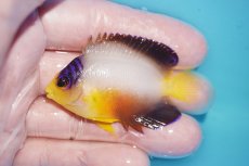画像1: 【ボーナスセール対象個体　クーポンご利用で更に10％OFF】 【海水魚・ヤッコ】【通販】【マーシャル島産】マルチカラーエンゼル（SMサイズ）(個体販売）（±6cm）No.2（生体）(海水魚) (1)