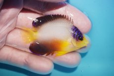 画像2: 【ボーナスセール対象個体　クーポンご利用で更に10％OFF】 【海水魚・ヤッコ】【通販】【マーシャル島産】マルチカラーエンゼル（SMサイズ）(個体販売）（±6cm）No.2（生体）(海水魚) (2)