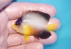 画像1: 【ボーナスセール対象個体　クーポンご利用で更に10％OFF】 【海水魚・ヤッコ】【通販】【マーシャル島産】マルチカラーエンゼル（SMサイズ）(個体販売）（±6cm）No.3（生体）(海水魚) (1)