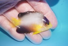 画像2: 【ボーナスセール対象個体　クーポンご利用で更に10％OFF】 【海水魚・ヤッコ】【通販】【マーシャル島産】マルチカラーエンゼル（SMサイズ）(個体販売）（±6cm）No.3（生体）(海水魚) (2)