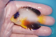 画像1: 【ボーナスセール対象個体　クーポンご利用で更に10％OFF】 【海水魚・ヤッコ】【通販】【マーシャル島産】マルチカラーエンゼル（SMサイズ）(個体販売）（±6cm）No.4（生体）(海水魚) (1)