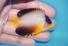 画像2: 【ボーナスセール対象個体　クーポンご利用で更に10％OFF】 【海水魚・ヤッコ】【通販】【マーシャル島産】マルチカラーエンゼル（SMサイズ）(個体販売）（±6cm）No.4（生体）(海水魚) (2)