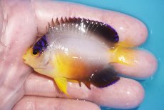 画像1: 【ボーナスセール対象個体　クーポンご利用で更に10％OFF】 【海水魚・ヤッコ】【通販】【マーシャル島産】マルチカラーエンゼル（Mサイズ）(個体販売）（±6.5cm）No.5（生体）(海水魚) (1)