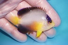 画像2: 【ボーナスセール対象個体　クーポンご利用で更に10％OFF】 【海水魚・ヤッコ】【通販】【マーシャル島産】マルチカラーエンゼル（Mサイズ）(個体販売）（±6.5cm）No.5（生体）(海水魚) (2)