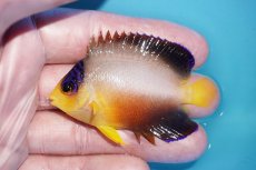 画像1: 【ボーナスセール対象個体　クーポンご利用で更に10％OFF】 【海水魚・ヤッコ】【通販】【マーシャル島産】マルチカラーエンゼル（Mサイズ）(個体販売）（±6.5cm）No.6（生体）(海水魚) (1)