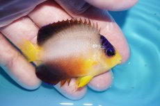 画像2: 【ボーナスセール対象個体　クーポンご利用で更に10％OFF】 【海水魚・ヤッコ】【通販】【マーシャル島産】マルチカラーエンゼル（Mサイズ）(個体販売）（±6.5cm）No.6（生体）(海水魚) (2)