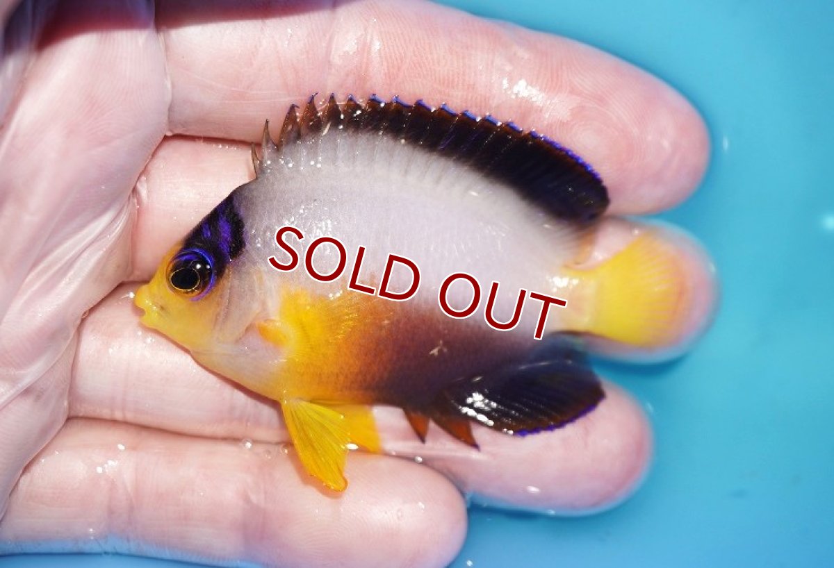 画像1: 【海水魚・ヤッコ】【通販】人工飼料OK!【マーシャル島産】マルチカラーエンゼル（Mサイズ）(個体販売）（±6.5cm）No.7（生体）(海水魚) (1)