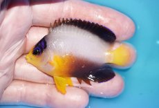 画像1: 【ボーナスセール対象個体　クーポンご利用で更に10％OFF】 【海水魚・ヤッコ】【通販】【マーシャル島産】マルチカラーエンゼル（Mサイズ）(個体販売）（±6.5cm）No.7（生体）(海水魚) (1)
