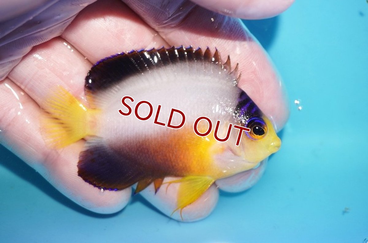 画像2: 【海水魚・ヤッコ】【通販】人工飼料OK!【マーシャル島産】マルチカラーエンゼル（Mサイズ）(個体販売）（±6.5cm）No.7（生体）(海水魚) (2)