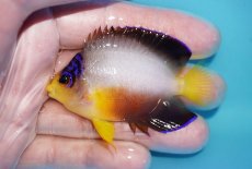画像1: 【ボーナスセール対象個体　クーポンご利用で更に10％OFF】 【海水魚・ヤッコ】【通販】【マーシャル島産】マルチカラーエンゼル（MLサイズ）(個体販売）（±7cm）No.8（生体）(海水魚) (1)