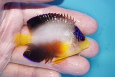画像2: 【ボーナスセール対象個体　クーポンご利用で更に10％OFF】 【海水魚・ヤッコ】【通販】【マーシャル島産】マルチカラーエンゼル（MLサイズ）(個体販売）（±7cm）No.8（生体）(海水魚) (2)