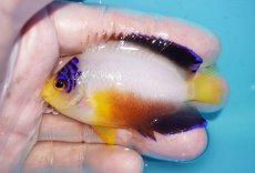 画像1: 【ボーナスセール対象個体　クーポンご利用で更に10％OFF】 【海水魚・ヤッコ】【通販】【マーシャル島産】マルチカラーエンゼル（MLサイズ）(個体販売）（±7.5cm）No.9（生体）(海水魚) (1)