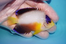 画像2: 【ボーナスセール対象個体　クーポンご利用で更に10％OFF】 【海水魚・ヤッコ】【通販】【マーシャル島産】マルチカラーエンゼル（MLサイズ）(個体販売）（±7.5cm）No.9（生体）(海水魚) (2)