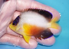 画像1: 【ボーナスセール対象個体　クーポンご利用で更に10％OFF】 【海水魚・ヤッコ】【通販】【マーシャル島産】マルチカラーエンゼル（MLサイズ）(個体販売）（±7.5cm）No.10（生体）(海水魚) (1)