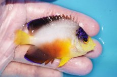 画像2: 【ボーナスセール対象個体　クーポンご利用で更に10％OFF】 【海水魚・ヤッコ】【通販】【マーシャル島産】マルチカラーエンゼル（MLサイズ）(個体販売）（±7.5cm）No.10（生体）(海水魚) (2)