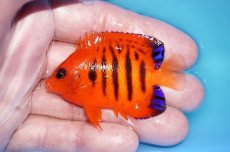 画像1: 【ボーナスセール対象個体　クーポンご利用で更に10％OFF】 【海水魚・ヤッコ】【通販】【マーシャル島産】フレームエンゼル（SMサイズ）(個体販売）（±5.5cm）No.1（生体）(海水魚) (1)