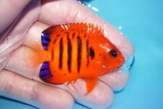 画像2: 【ボーナスセール対象個体　クーポンご利用で更に10％OFF】 【海水魚・ヤッコ】【通販】【マーシャル島産】フレームエンゼル（SMサイズ）(個体販売）（±5.5cm）No.1（生体）(海水魚) (2)
