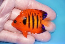 画像1: 【ボーナスセール対象個体　クーポンご利用で更に10％OFF】 【海水魚・ヤッコ】【通販】【マーシャル島産】フレームエンゼル（SMサイズ）(個体販売）（±5.5cm）No.2（生体）(海水魚) (1)