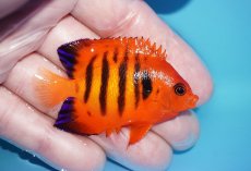 画像2: 【ボーナスセール対象個体　クーポンご利用で更に10％OFF】 【海水魚・ヤッコ】【通販】【マーシャル島産】フレームエンゼル（SMサイズ）(個体販売）（±5.5cm）No.2（生体）(海水魚) (2)