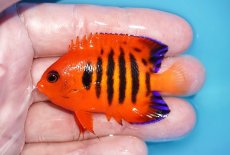 画像1: 【ボーナスセール対象個体　クーポンご利用で更に10％OFF】 【海水魚・ヤッコ】【通販】【マーシャル島産】フレームエンゼル（Mサイズ）(個体販売）（±6cm）No.3（生体）(海水魚) (1)
